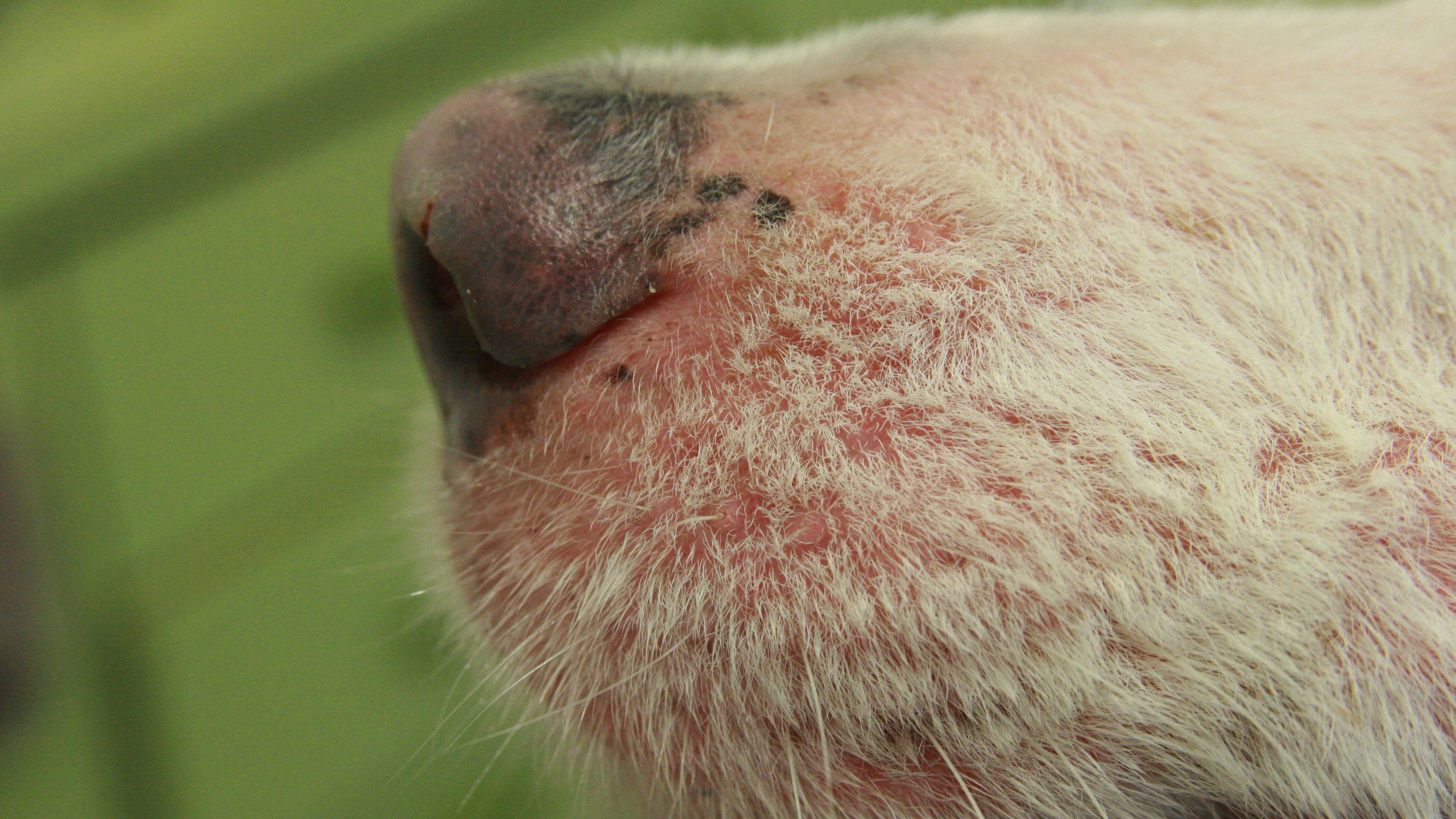 dermatologie veterinaire specialiste