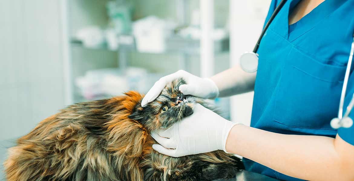 dermatologie feline