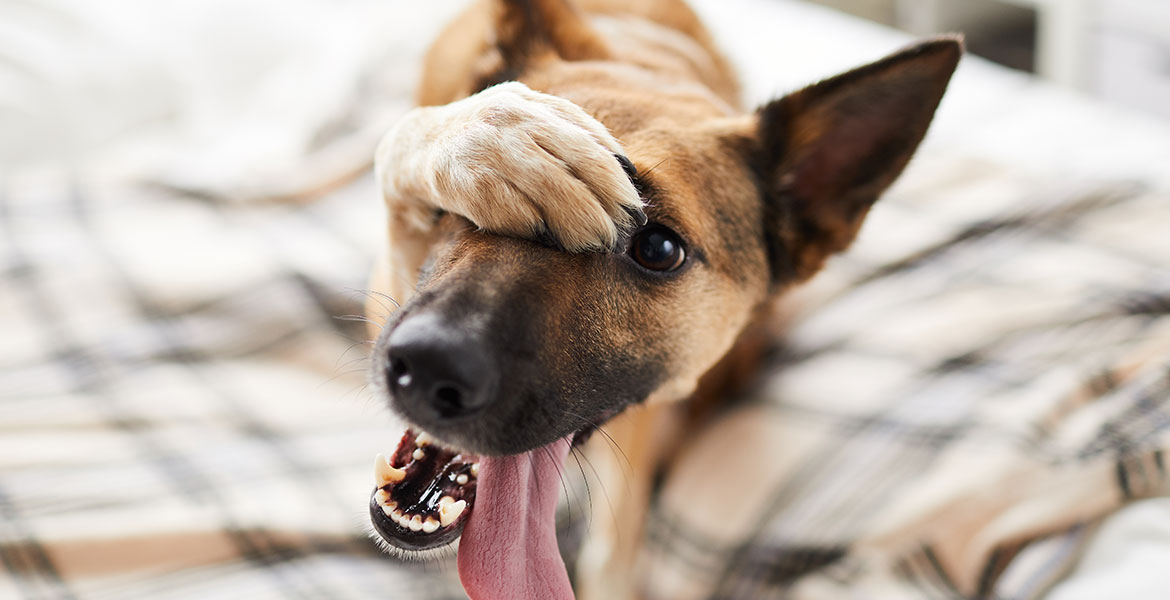 Savoir communiquer avec son chien