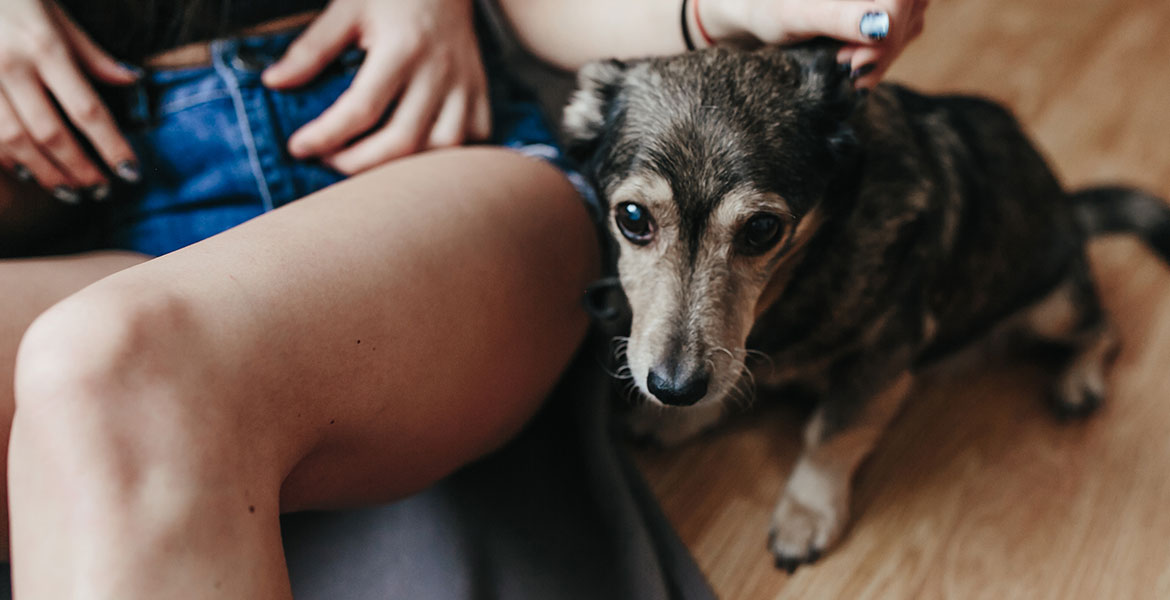 Savoir communiquer avec son chien