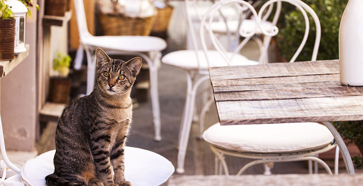 L'environnement du chat