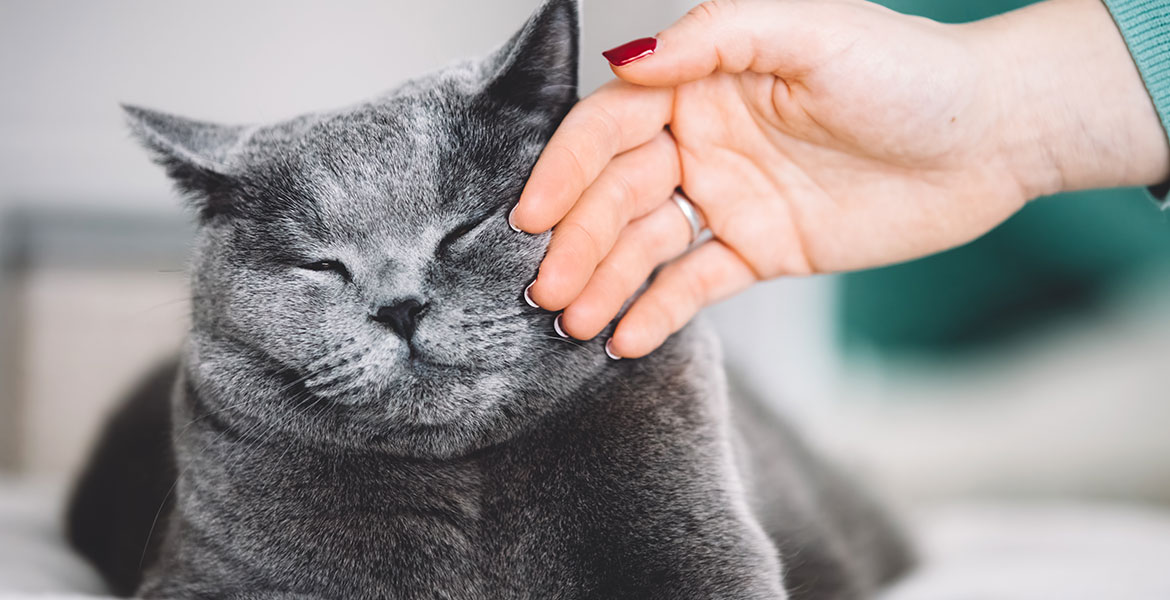 L'environnement du chat