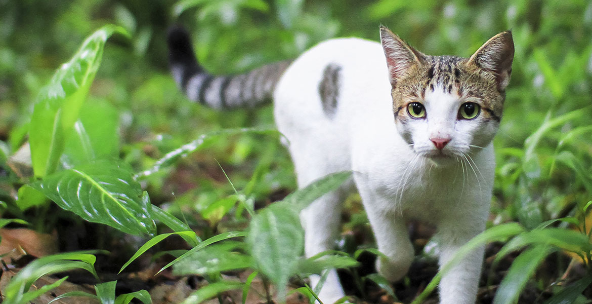 Problèmes de comportement, 'jouer à chat'