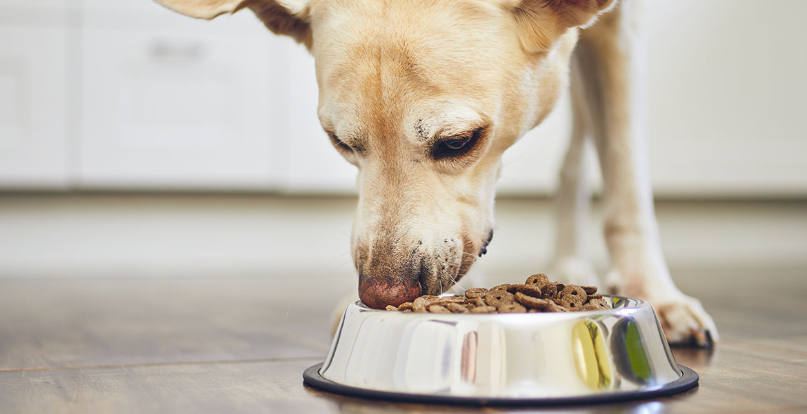 L'alimentation de votre chien