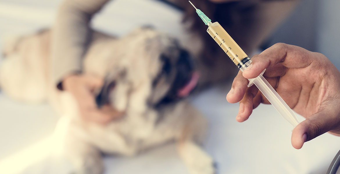 Faut-il faire vacciner votre chien ?