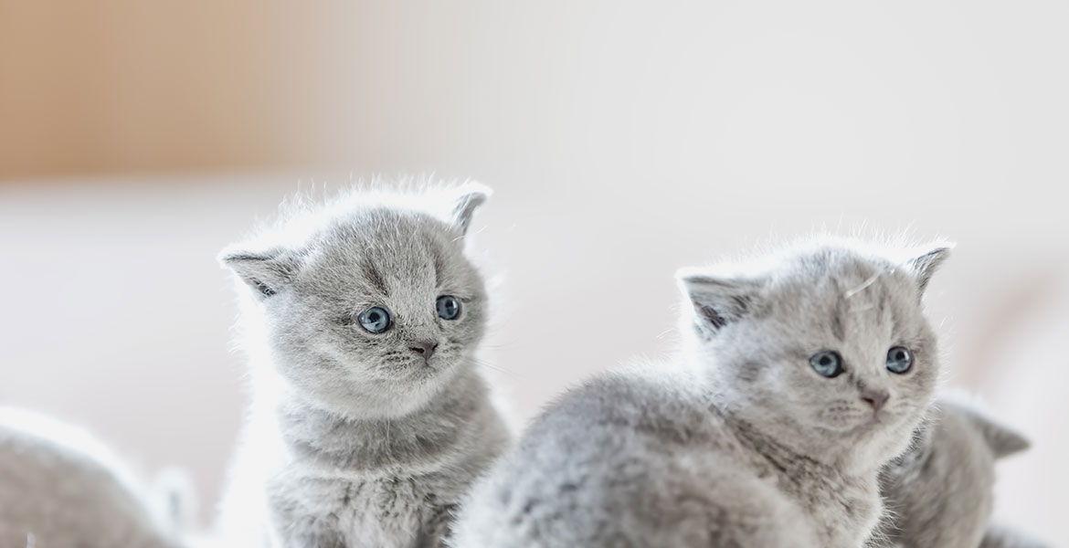 Introduire un animal dans une maison où vit un chat