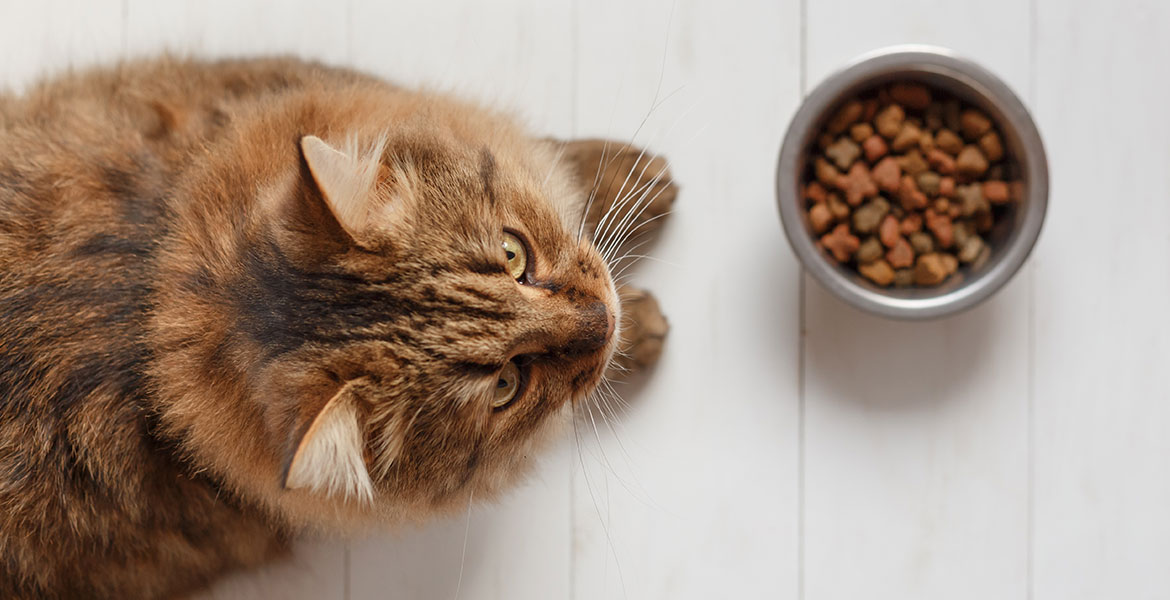 L'alimentation de votre chat