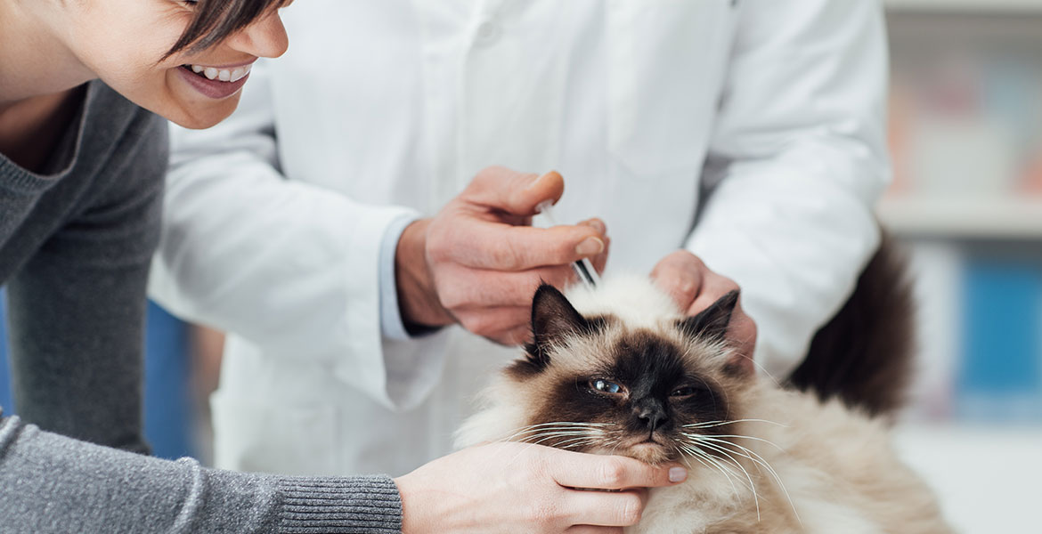Faut-il faire vacciner votre chat ?