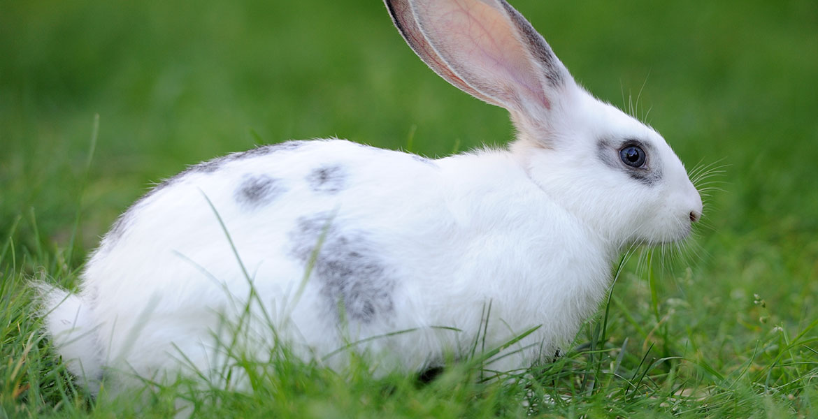 Préparer l'arrivée du lapin