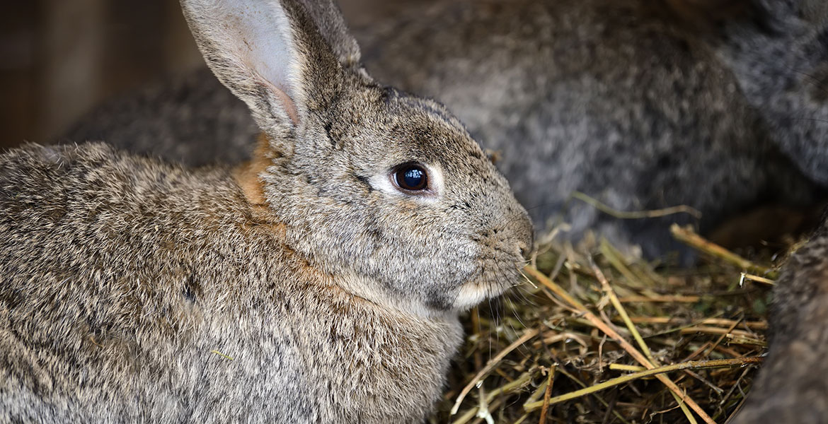 Habitat du lapin