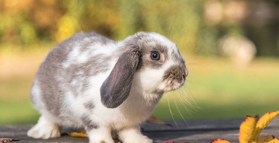 L'alimentation du lapin