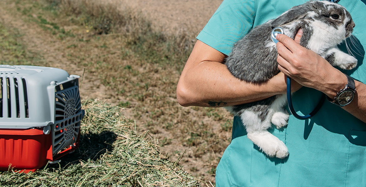 Soins de base et maladie chez le lapin