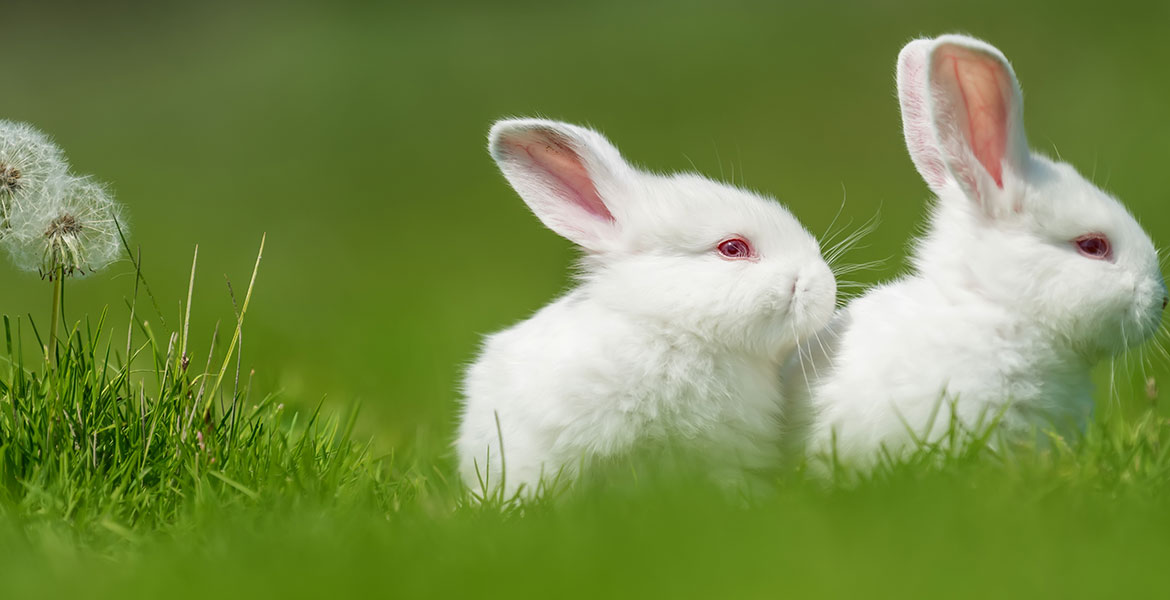 La cohabitation chez le lapin