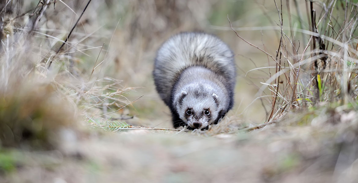 furet-1.jpg