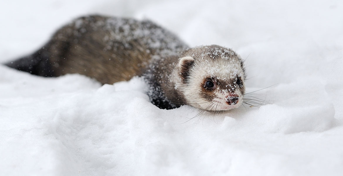 furet-3.jpg